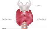 The Top Ten Signs That You Have an Overactive Thyroid Gland