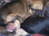 Puppy Day 035.jpg