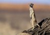 Suricata suricatta.jpg