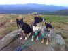 Roan mtn dogs 1.jpg