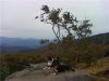 Roan mtn dogs 2.jpg