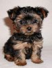 yorkie-pup.jpg