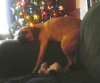Penny Xmas 2008.jpg