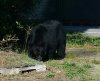 Bear at Rocky Point_4.JPG