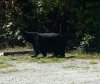 Bear at Rocky Point_3.JPG