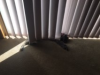 puss in blinds.png