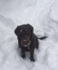 Snow GiGi.JPG