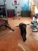 Gertie and workout space.jpg