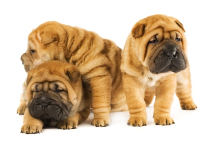 Group of three beautiful sharpei puppies isolated on white backg