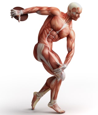 How Muscle Fiber Type Affects Athletic Performance?