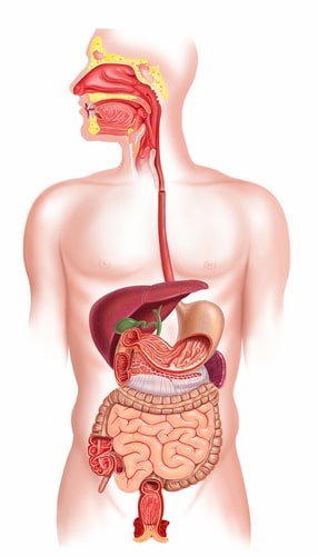 How We Digest Our Food and the Basics of the Digestive System