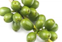 Is green coffee the new superfood?