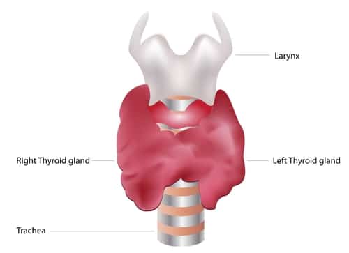 The top ten signs you might have hyperthyroidism.