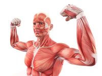 5 Hormones That Impact Muscle Growth and How They Work