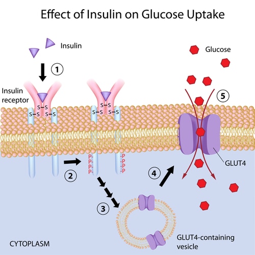 Are You at Risk for Insulin Resistance?