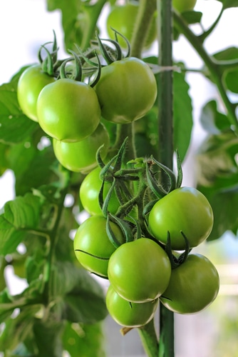 Green Tomatoes to Increase Muscle Growth?