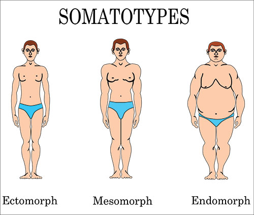 somatotypes