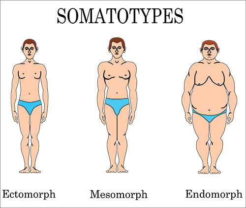 Somatotypes Explained: What's an Ectomorph, Endomorph, and