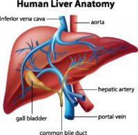 Eating for a healthier liver to prevent liver disease