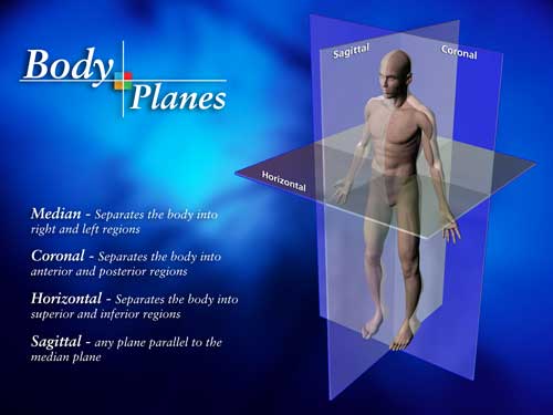 sagittal plane movements