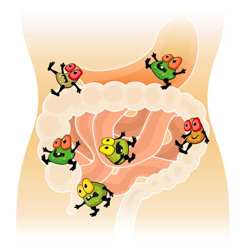 Top 4 Reasons to Cultivate Healthy Gut Bacteria