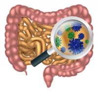 3 Ways Gut Bacteria Affect Body Weight