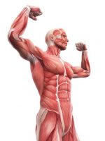 What is fascia and connective tissue and how does it Impact your fitness training?