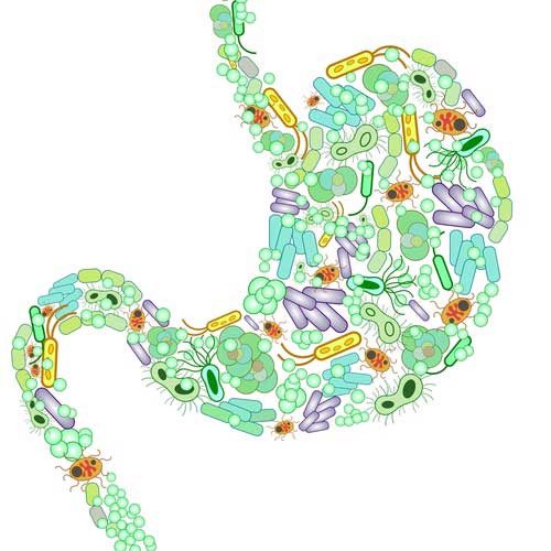 Can Exercise Change Your Gut Microbiome?