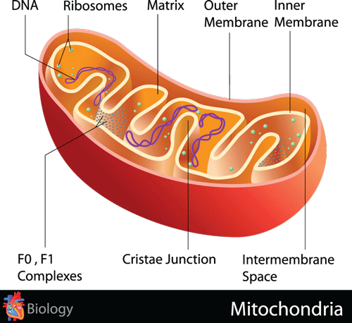 The Role Mitochondria Play in Healthy Aging and How Exercise Keeps Them Healthy