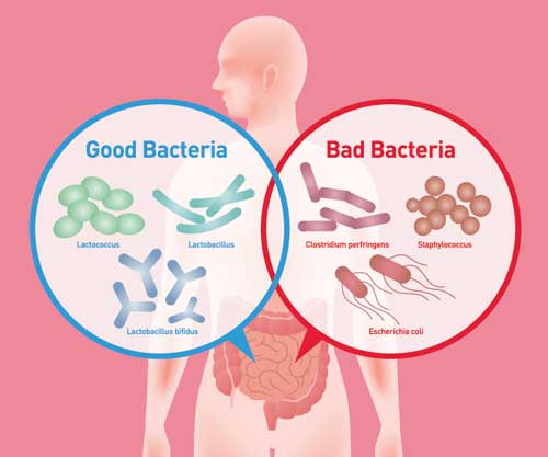 Metabolism and gut health