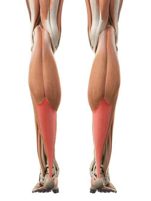 Can You Strengthen Your Tendons?