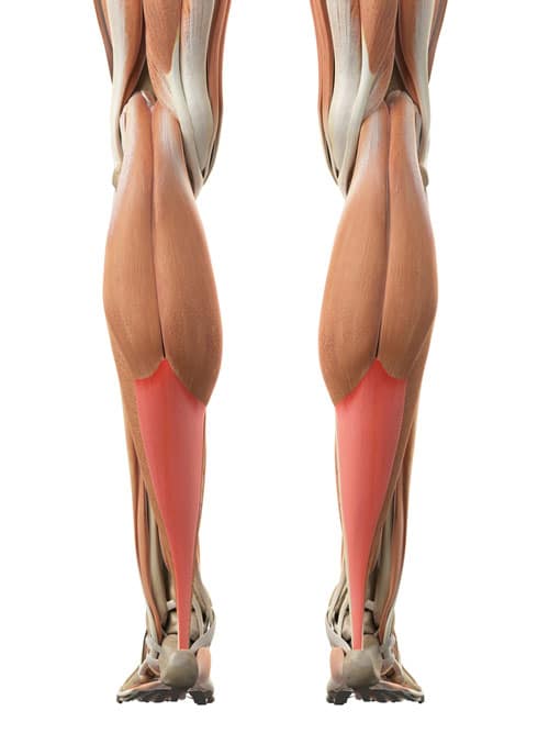 TENDON VS. MUSCLE: STRENGTHENING TENDONS FOR OPTIMAL FITNESS