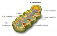 Do the number of mitochondria give you an athletic advantage?