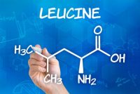 Why Leucine is Key for Muscle Growth