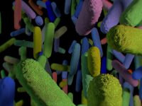 How Your Gut Microbiome Changes with Age and How It Impacts Your Health