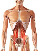 image showing location of the psoas muscle group