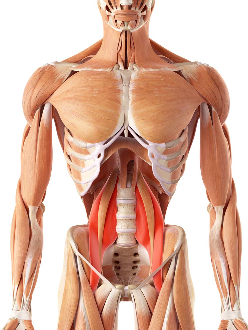 The muscles of the body and the muscle groups to know