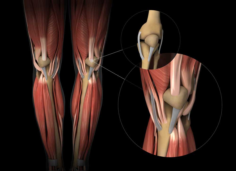 Tendons and Ligaments: How Do They Change with Age?