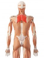 Rounded shoulders are often caused by weak rhomboids