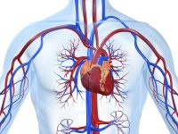 Women and cardiovascular disease