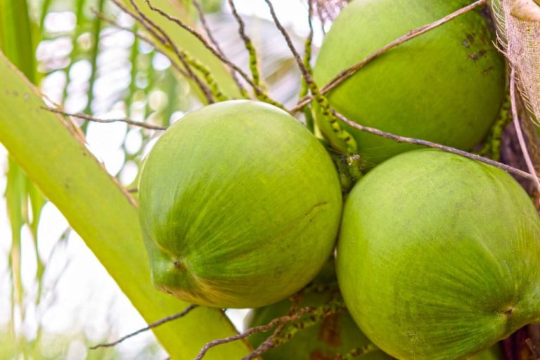 Is Coconut Water Better than Plain Water for Hydration During Exercise?