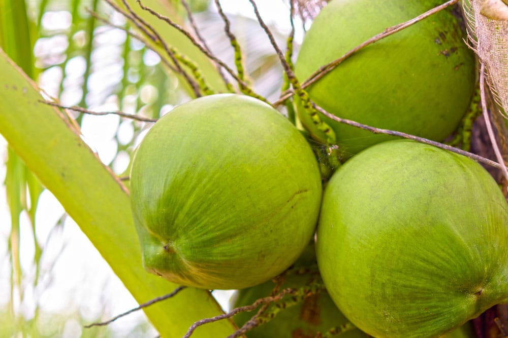 Enriched Coconut Waters : healthy coconut drink