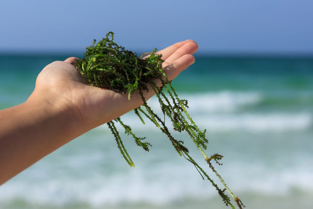 sea vegetables