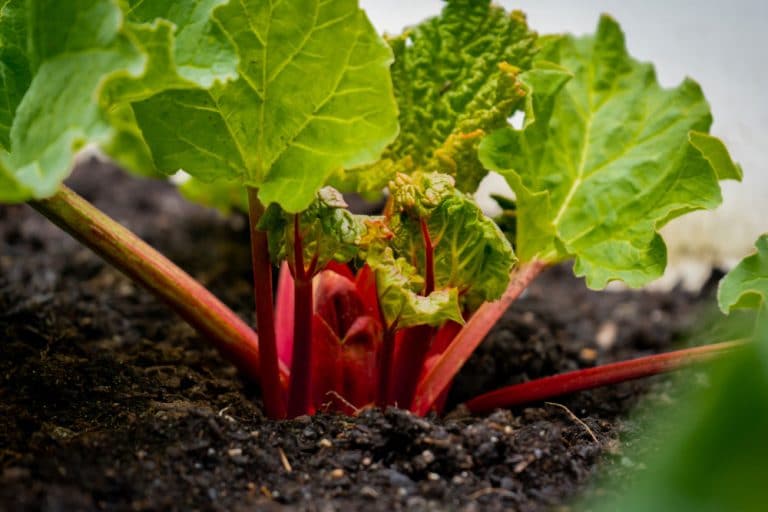 Oxalates in rhubarb