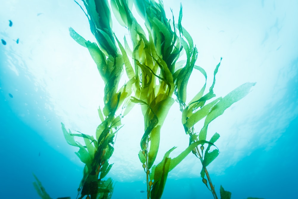 Kelp