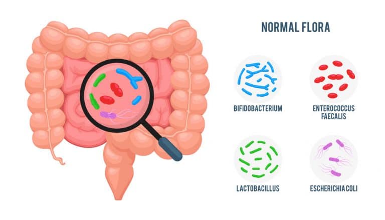 Gut Microbiome