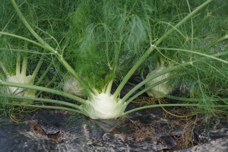 Apiaceous Vegetables