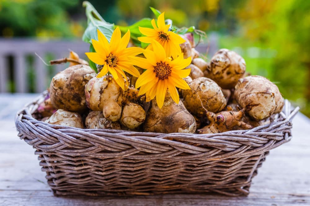 Jerusalem artichokes are type of bitter foods 